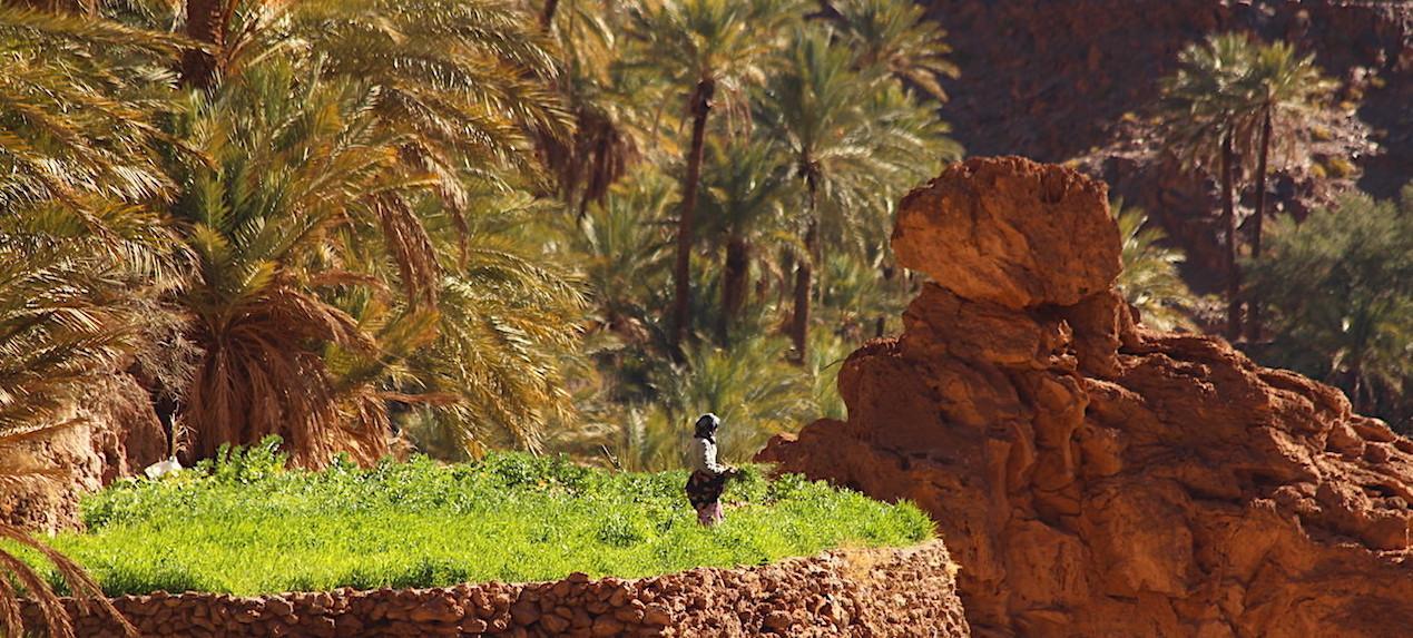 anti atlas woman working the fields