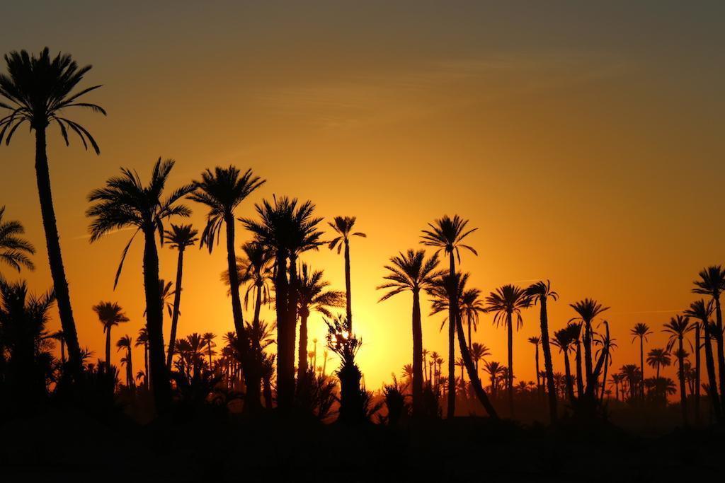 Sunset over Marrakech palm grove