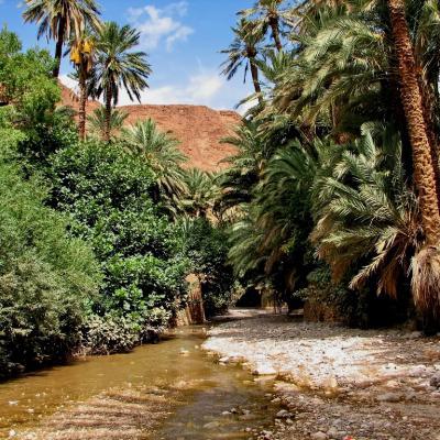 Palmgrove South Of Morocco