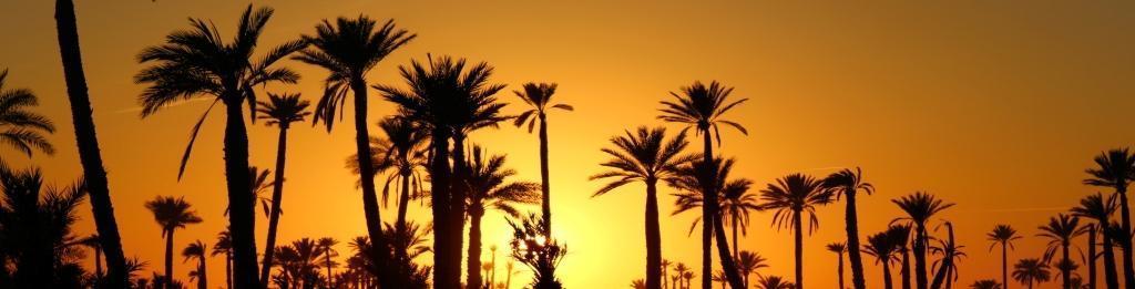 marrakech palmeraie sunset