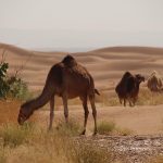 Erg Chigaga dunes