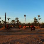 Marrakech Palm grove1