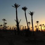 Marrakech Palm grove11