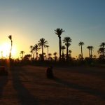 Marrakech Palm grove2