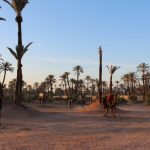 Marrakech Palm grove3