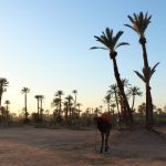 Marrakech Palm grove8