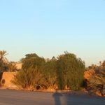 Marrakech Palm grove9