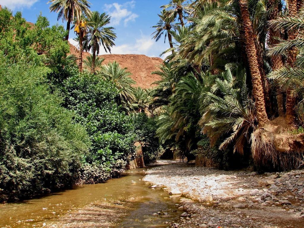 Morocco Private Tour over 5 days: Marrakech, Sahara, Draa Valley 27 palmgrove south of morocco