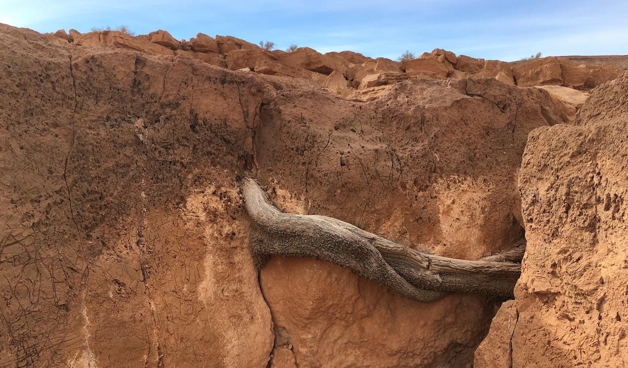 tree burrowing rock