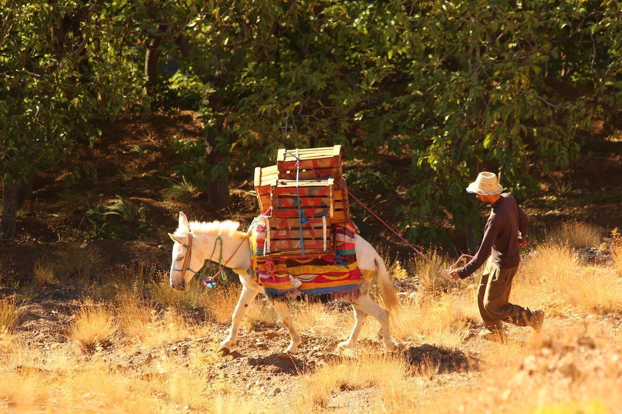 Imlil fruit harvest with mule