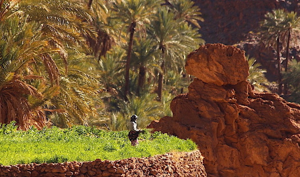 Morocco private desert tour from Marrakech over 3 days 21 anti atlas woman working the fields 1 1 1 1 1 1