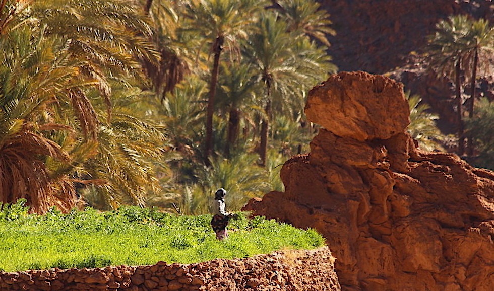 anti atlas woman working the fields 1 1 1 1 1 1