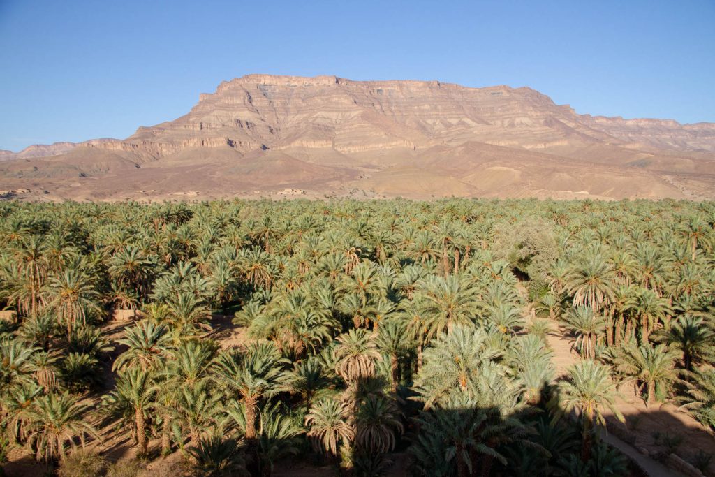 Draa Valley palmgrove