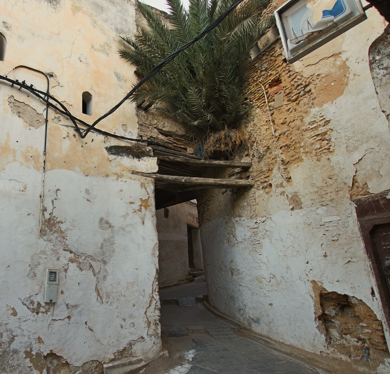 palm tree shooting from wall above passage in Fes